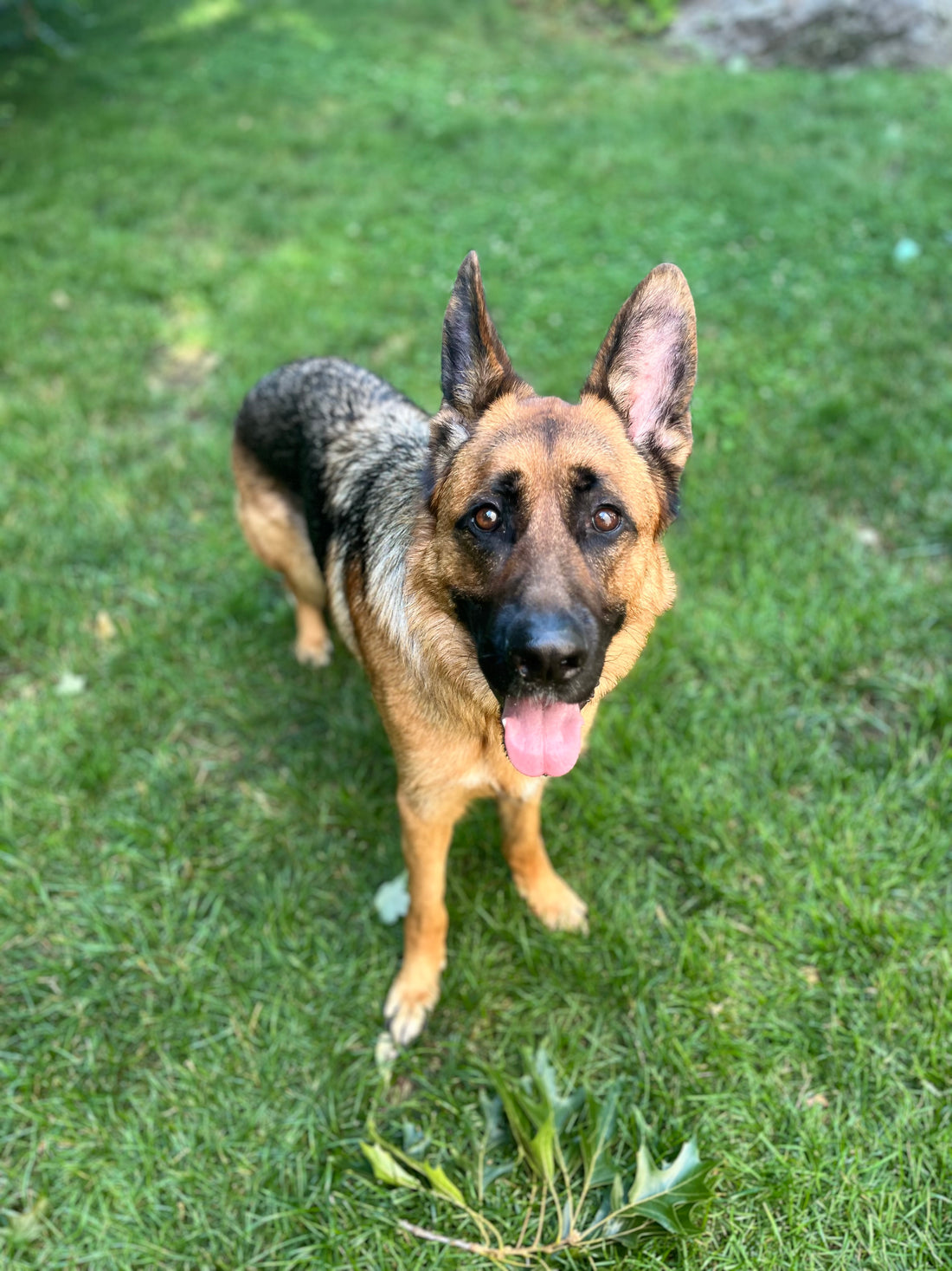 What can we learn from dogs to help us live better lives?